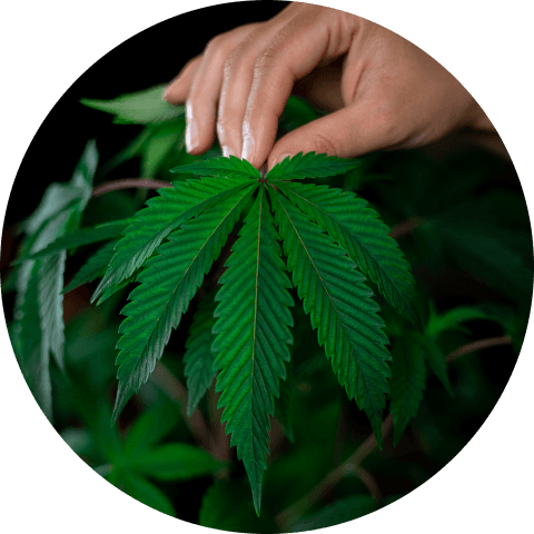 Cannabis DNA Health Report