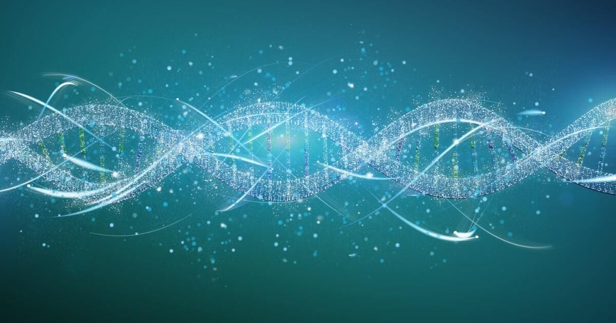 Premature chromatid separation trait