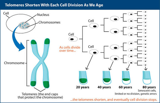 Telomere Test