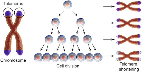 Telomere Test
