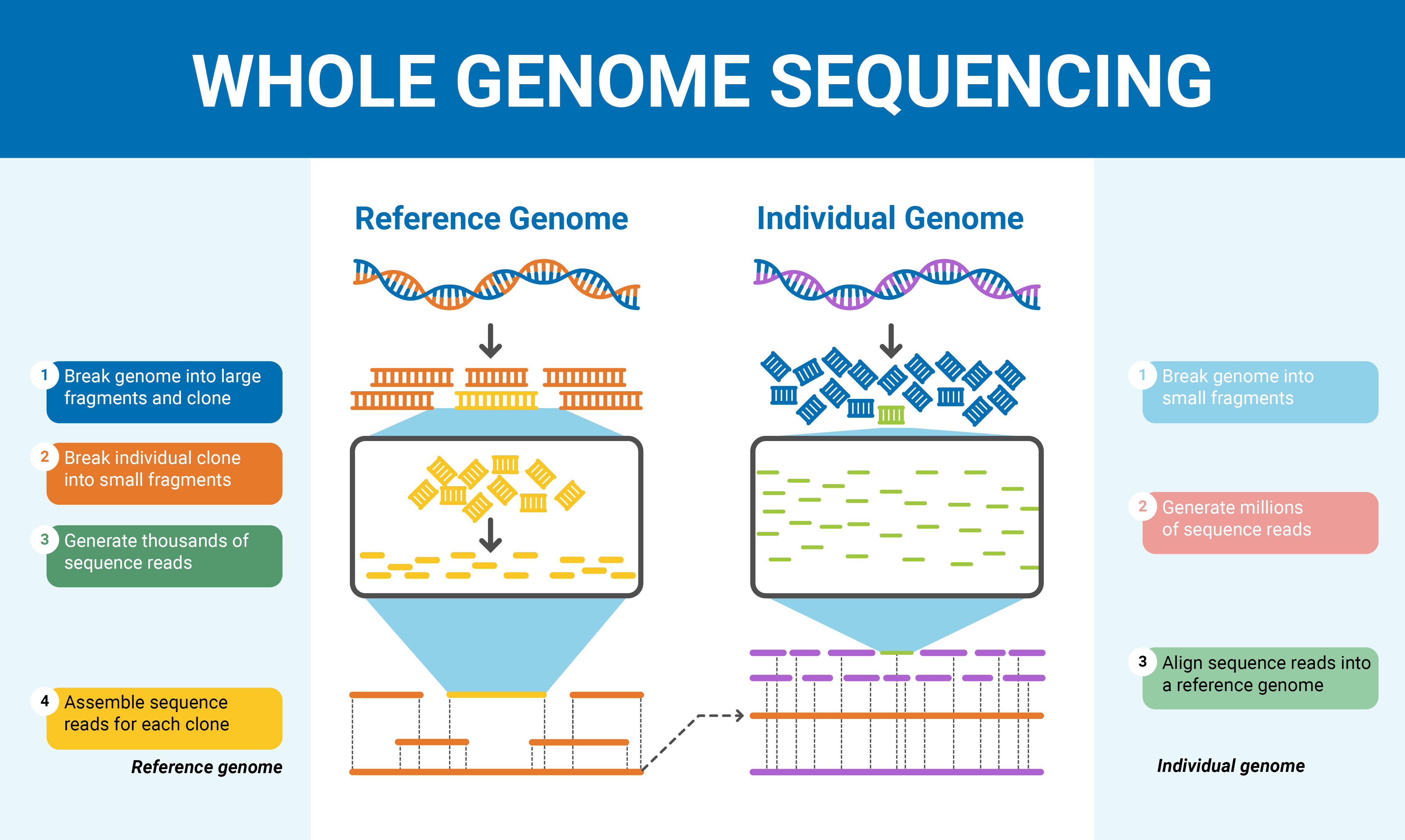 how are dna sequences used to determine evolutionary relationships